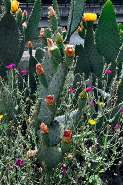 cacti